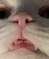 /cats/face