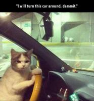 /cats/i_will_turn_this_car_around.jpg