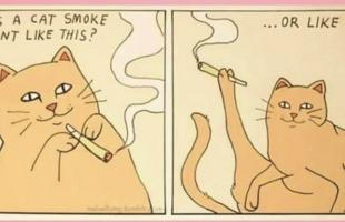 /cats/joint.session