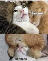 /cats/nordic.countries