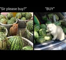 /cats/pls.buy