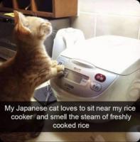 /cats/rice.cooker