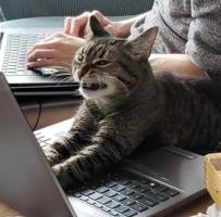 /cats/working.time