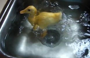 /cinemagraphs/duck.gif