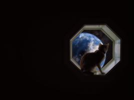 /cinemagraphs/spacecat.gif
