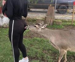 /eating_ass/deer.jpg