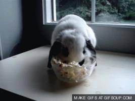 /popcorn/bunny.gif