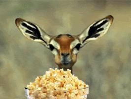 /popcorn/deer.gif