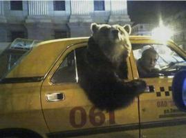 /taxi_bear.jpg